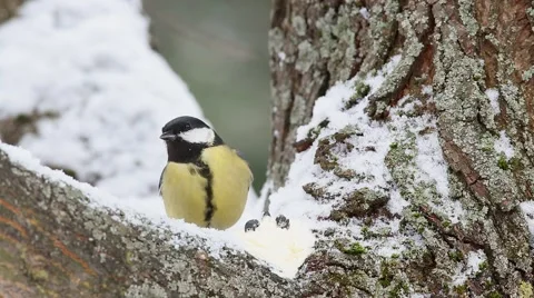 Great tit  and Eurasian blue tit  quarrel over food Stock Footage 61293429