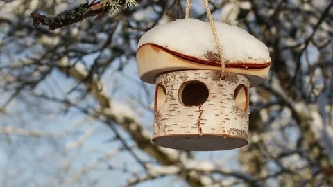 Great Tit and Marsh Tit eating from bird feeder. Birds in winter. Stock Footage 70692896