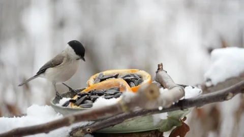 Great Tit and Marsh Tit at a Garden Bird Feeder in Bulgaria Video stock 203187192