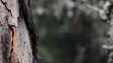 Great tit and nuthatch on a log look for food Stock Footage 51397353