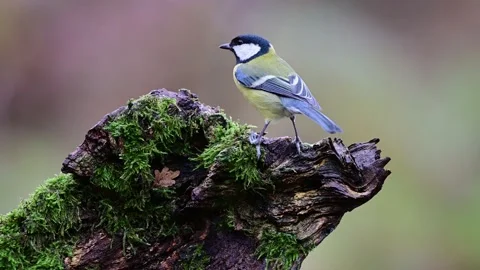 Great tit and a nuthatch looking for food on dead wood Stock Footage 202308673