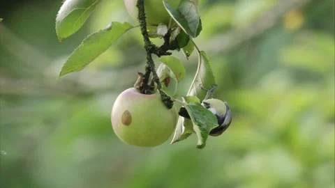 Great tit in an apple tree in late summer Stock Footage 283120811