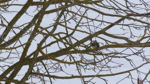 Great tit on bare winter branch of tree - snow in background Stock Footage 148628493