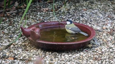 Great tit bathes in the drinking trough  Stock Footage 168558369