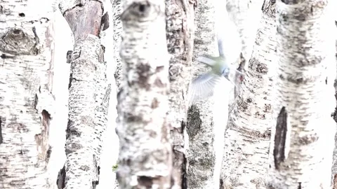 The great tit in the birch forest (Parus major) Stock Footage 344030575