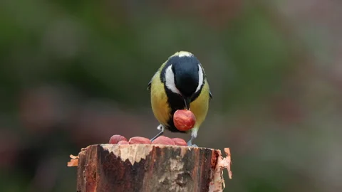 Great tit bird on branch feed hazelnut Parus major natural world norway Video stock 294189052
