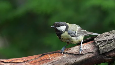 Great tit bird on branch move forward turn Parus major natural world norway Video stock 314276598