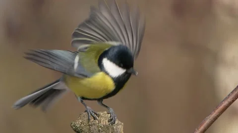 Great tit. Bird on a branch, take off and fly away in slow motion Stock Footage 150990005