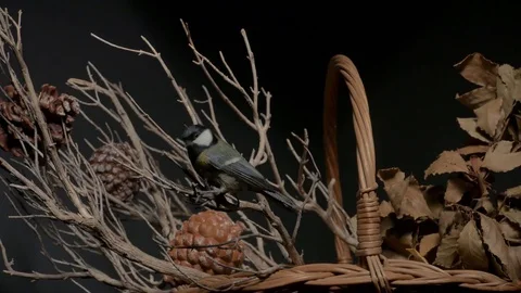 Great tit bird on branches in basket. Studio Light, Zoom in Video stock 83711087