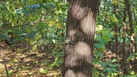 Great Tit Bird Clinging To Tree Bark In Autumn Forest Stock Footage 346827191
