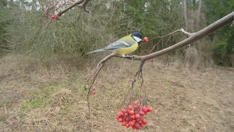 Great tit. Bird eats rowan berries in the forest. Parus major. Vidéo 124627802
