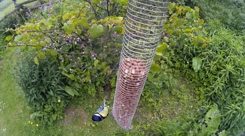 Great Tit on bird feeder 01 Stock Footage 50710667