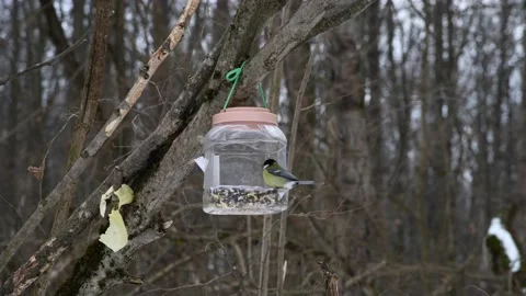 Great tit on bird feeder Stock Footage 233523638
