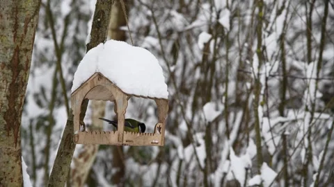 Great tit in bird feeder Stock Footage 259940535