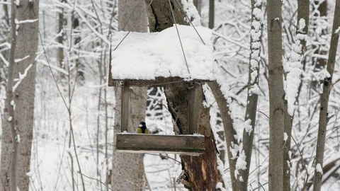 Great Tit At Bird-Feeder In Snowfall Winter Forest Stock-Footage 122756261