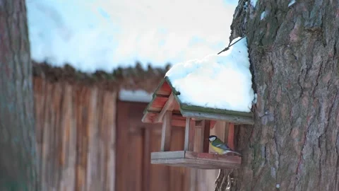 Great Tit Bird Flying In To Land On Snowy Feeder Stock Footage 343281402