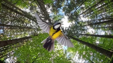 Great tit bird flying with open wings in green forest. Animated cinemagraph,  Video stock 340260813