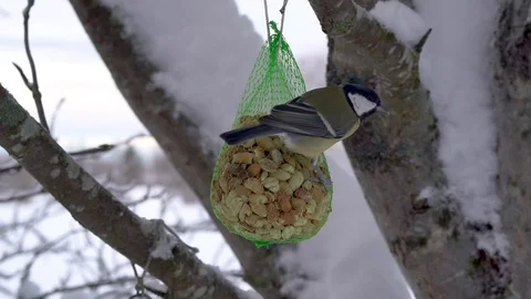 Great tit bird Stock Footage 114269726
