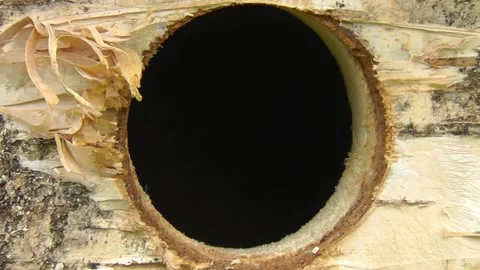 Great Tit Bird Stock Footage 229758294