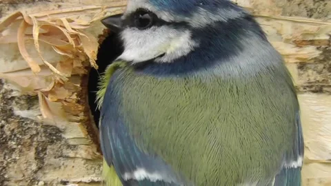Great Tit Bird Stock Footage 229758295