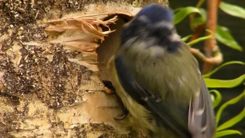 Great Tit Bird Stock Footage 229758298