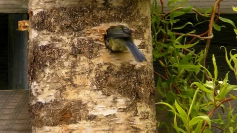 Great Tit Bird Stock Footage 229758299