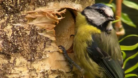 Great Tit Bird Video stock 229758300