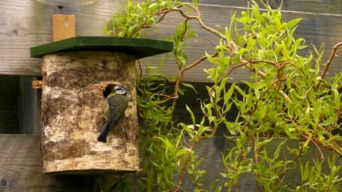 Great Tit Bird Stock Footage 229758302