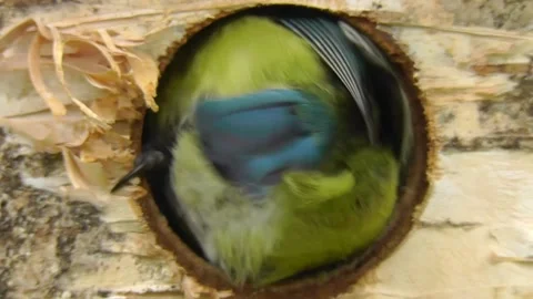 Great Tit Bird Stock Footage 229758312