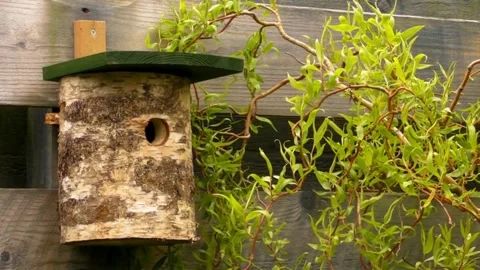 Great Tit Bird Video stock 229758315