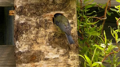 Great Tit Bird Stock Footage 229758316