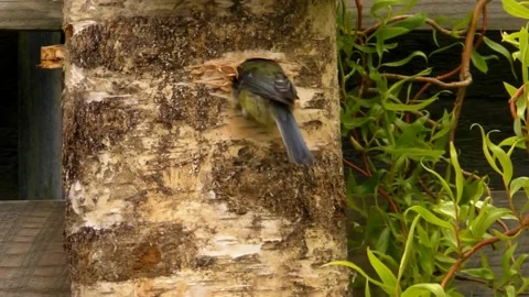 Great Tit Bird Stock Footage 229758318