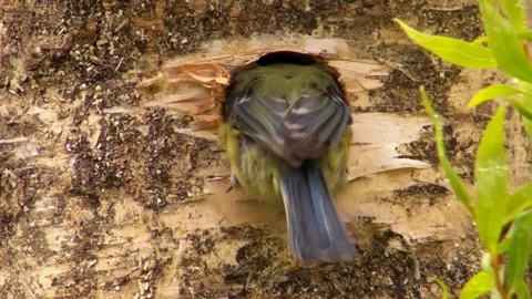 Great Tit Bird Stock Footage 229758319