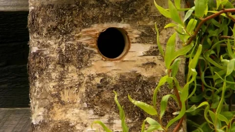 Great Tit Bird 스톡 동영상 229758320