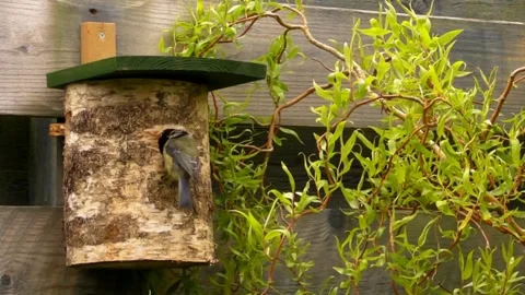 Great Tit Bird Stock Footage 229758327