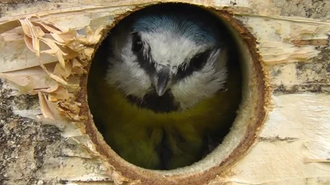 Great Tit Bird Stock Footage 229758330