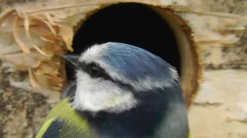 Great Tit Bird Stock Footage 229758332