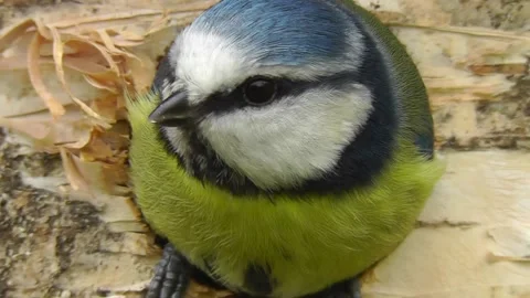 Great Tit Bird Video stock 229758335
