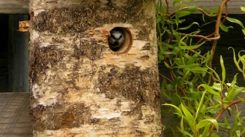 Great Tit Bird Stock Footage 229758342