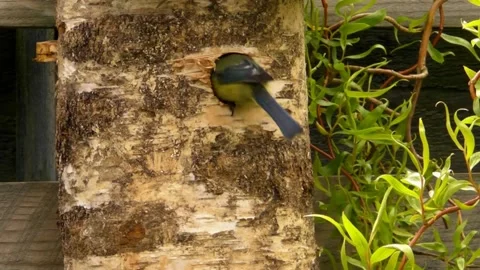 Great Tit Bird Stock Footage 229758343