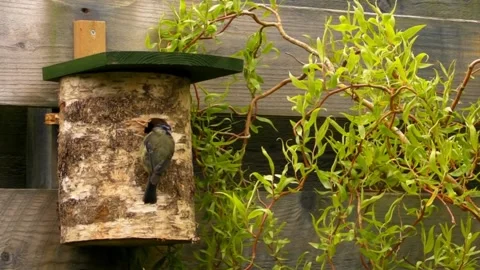 Great Tit Bird Stock Footage 229758347