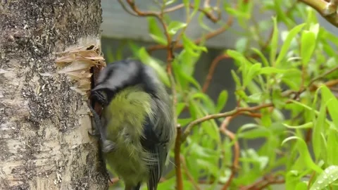 Great Tit Bird Stock Footage 229758351