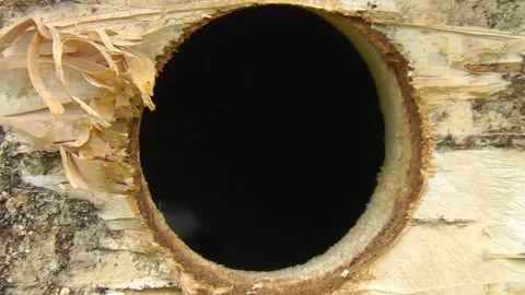 Great Tit Bird Stock Footage 229758355