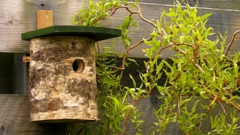 Great Tit Bird Stock Footage 229758359