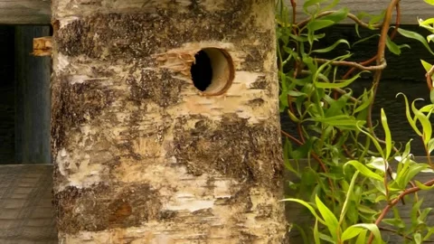 Great Tit Bird Stock Footage 229758360
