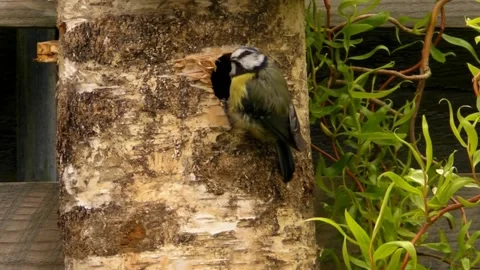 Great Tit Bird Stock Footage 229758361