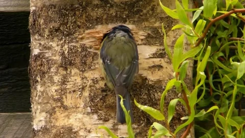 Great Tit Bird Stock Footage 229758364