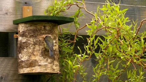 Great Tit Bird Video stock 229758365