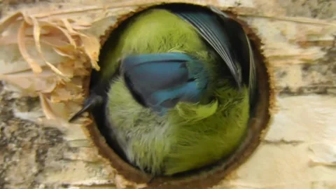 Great Tit Bird Stock Footage 229758367