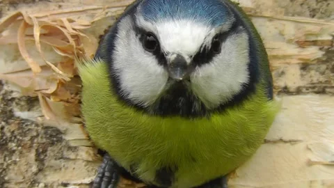 Great Tit Bird Video stock 229758375